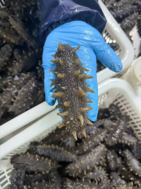 大连海参独立真空包装深海品质Q弹口感 家庭装1500g