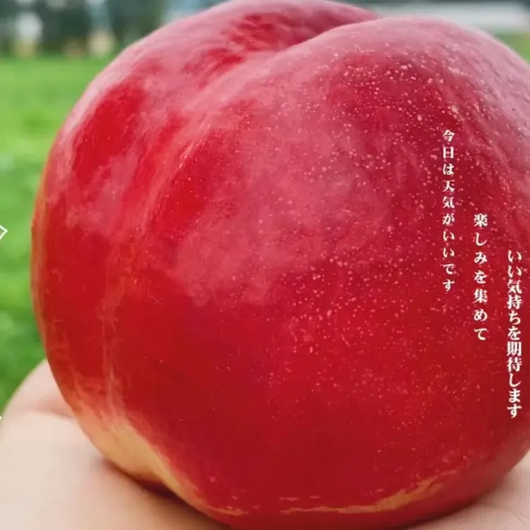 平谷水蜜桃红油桃脆甜桃子新鲜脆桃鲜甜多汁当季应季水果现摘现发