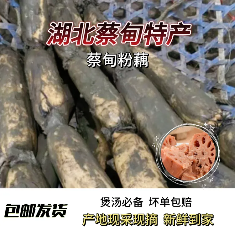 【蔡甸粉藕】湖北蔡甸正宗新鲜九孔粉藕粉糯香甜煲汤必备现挖