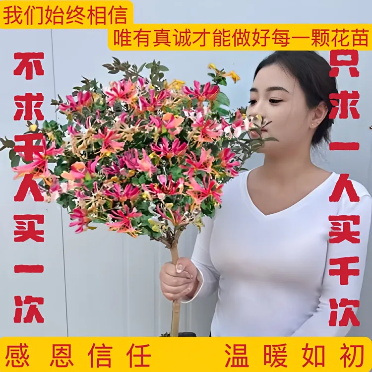 多彩红色金银花盆栽原土发货四季开花浓香南北方泡茶食用花香四溢