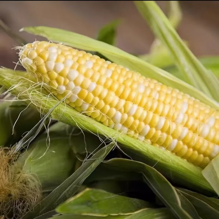 云南高山金银双色水果玉米超甜生吃爆浆时令蔬菜新鲜农家自种
