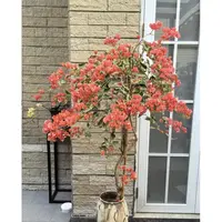 花叶蜡染橙】花叶三角梅绿植盆栽庭院爬藤植物四季勤花易养不带花
