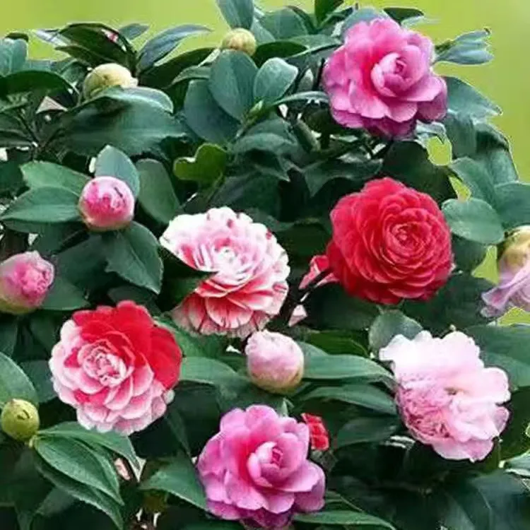 【茶花】带花苞茶花盆栽四季树苗山茶花苗室内植物好养五色赤丹浓