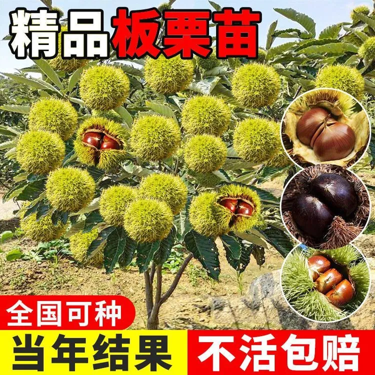 【大果板栗树苗】南方北方种植当年结果庭院果树苗盆栽地栽板栗苗