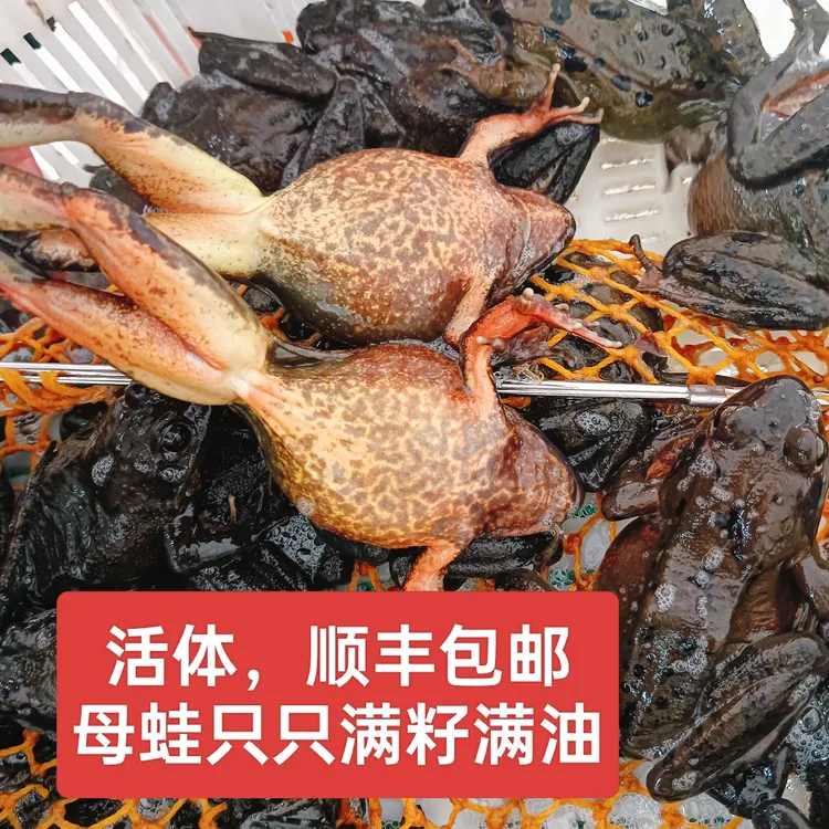东北河鲜 活林蛙全母蛙 送大酱，顺丰快递