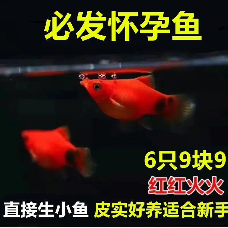 适合新手胎生鱼精品红米奇鱼直接生小鱼苗红红火火小型热带鱼包邮
