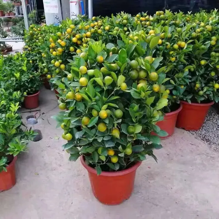 佳绿园艺 庭院花园 花卉四季好养带果植物盆栽 原盆原土发货