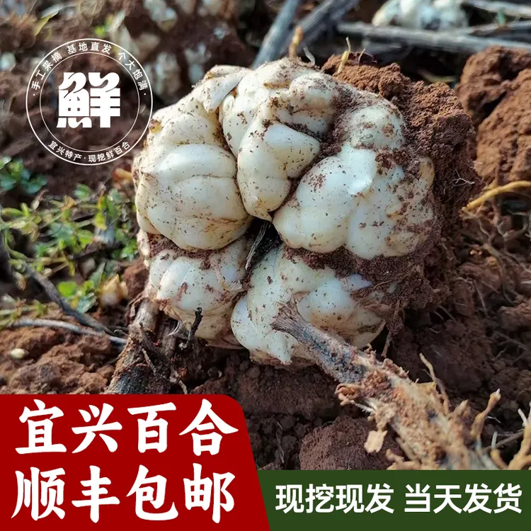 （精品果《3斤）2025年现挖宜兴百合（8个左右