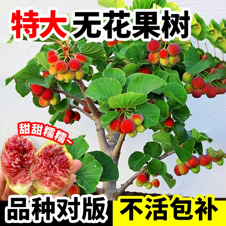 无花果树苗盆栽特大水果波姬红带果格莱斯四季南北方种植当年结果