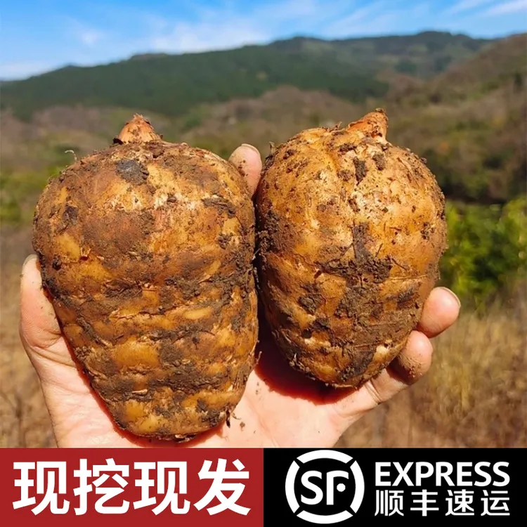 【刁蛮妞专属】云贵高海拔乌天麻小草坝新鲜天麻仿野生三年种植炖鸡煲汤泡酒麻王