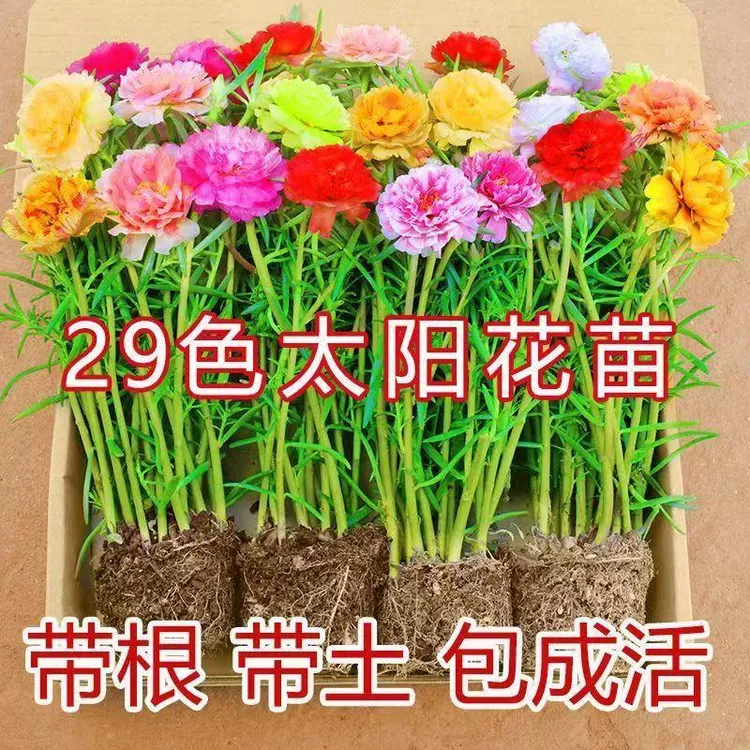 太阳花重瓣带花苞开花绿植好养活混色四季开花太阳花苗重瓣大花