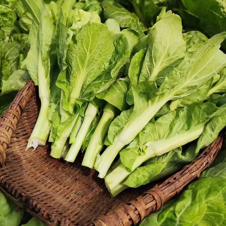 贵州高山农家种植新鲜白菜苔火锅蔬菜现撇发货