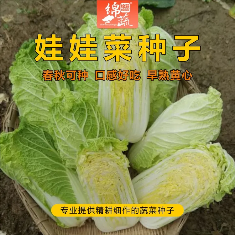 绵蔬【迷你娃娃】迷你小白菜家庭小院阳台盆栽都可以种植
