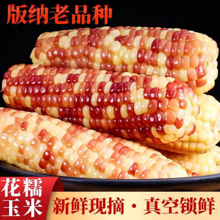 西双版纳香糯小玉米甜糯玉米新鲜真空装甜糯小花糯玉米即食早餐包