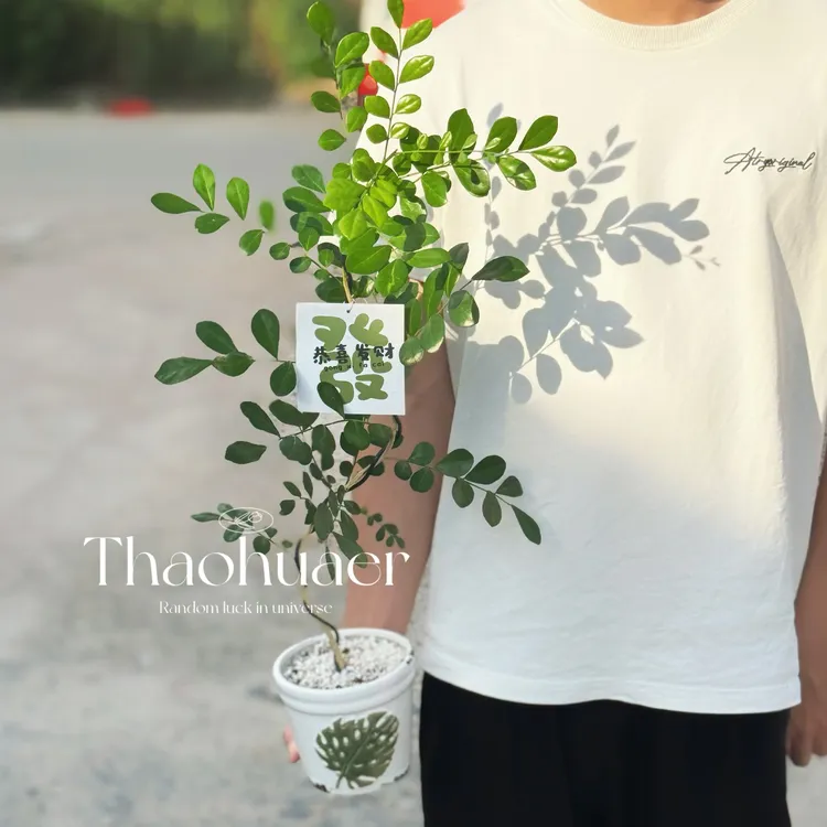 造型七里香盆栽室内阳台桌面绿植花卉四季常青