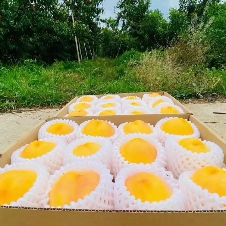 正宗平谷大桃黄油桃澳油 5斤尝鲜装果园直发 现摘现发