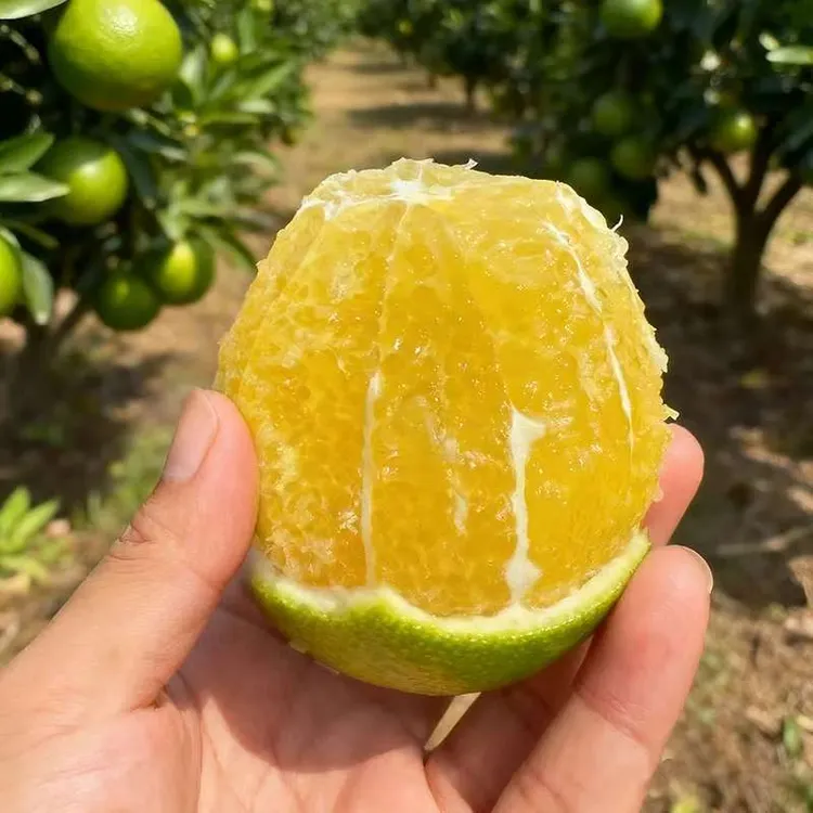 云南哀牢山冰糖橙新鲜应季现摘爆汁薄皮绿皮橙子香甜细腻