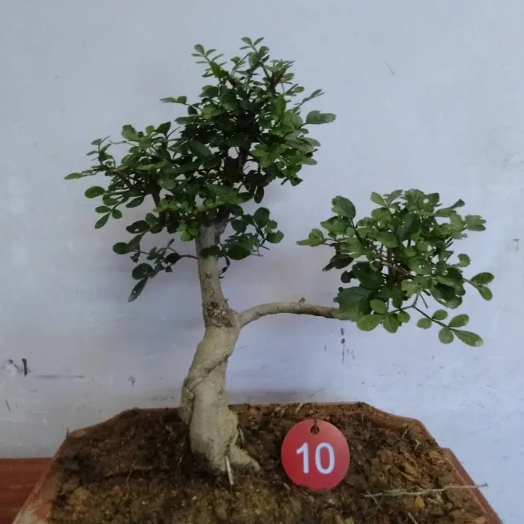 对节白蜡树盆栽适合室内阳台四季好养的植物花卉绿植