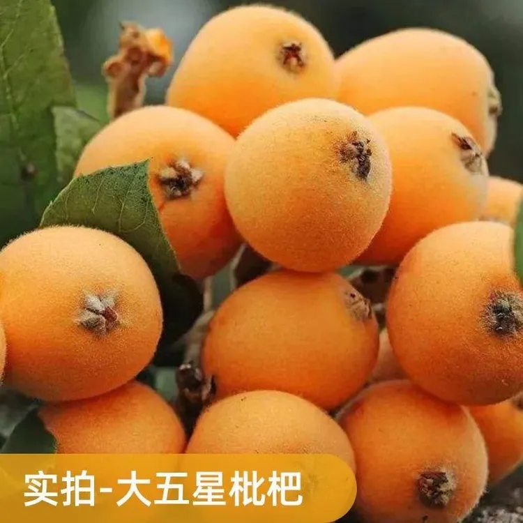 四川龙泉大五星枇杷营养杯苗，一物一拍，包品种，不包成活，介意勿拍