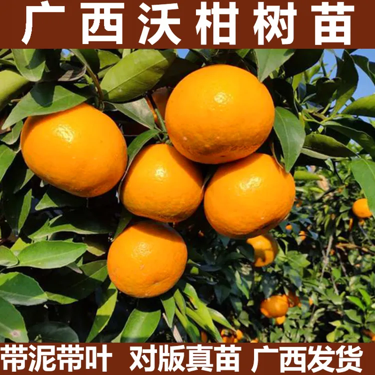 广西武鸣沃柑树苗正宗091无核无籽柑橘苗桔子水果苗南方橘子果树