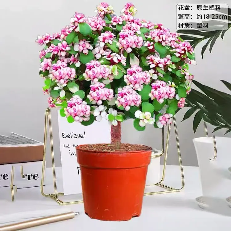 金枝玉叶盆栽老桩多肉植物好养四季开花不断好养绿植花卉
