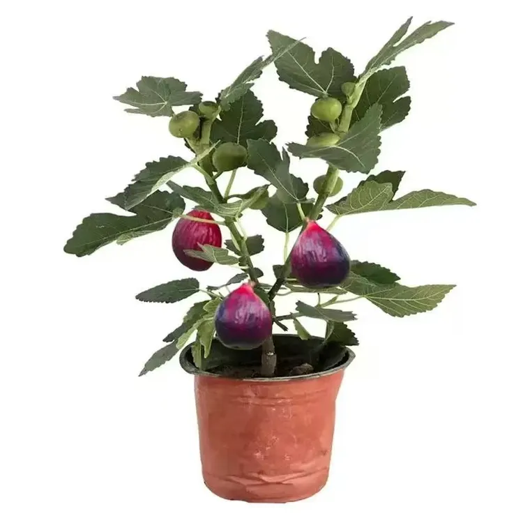 无花果树苗品种多好养好活