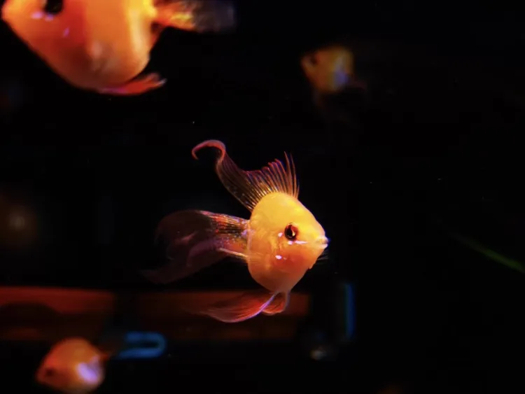 金波子清仓长尾观赏鱼热带鱼小型淡水自来水耐活上层观赏鱼短邮鱼