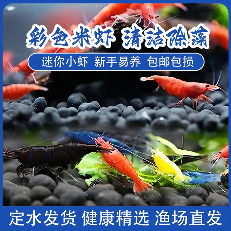 观赏虾活体宠物工具虾淡水除藻虾樱花虾极火虾黄金米虾水晶虾套餐
