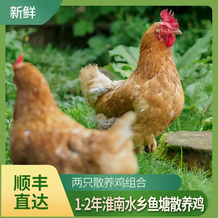 【顺丰包邮】淮南水乡鱼塘散养土鸡走地鸡草鸡两只1-2年新鲜现杀6斤商品图