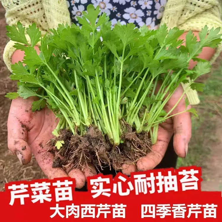 大肉法国皇后西芹芹菜苗秧苗秧苗批发秧苗香菜苗秧苗芹菜新鲜