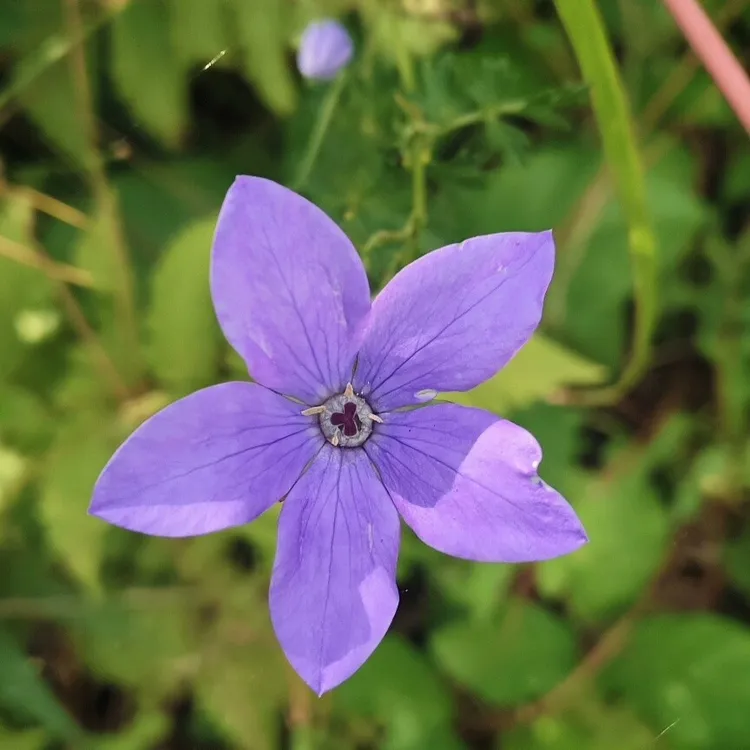 鸡蛋参，桔梗花多年生好养活花卉适合庭院阳台盆栽