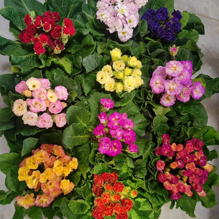 【玫瑰系列三盆包邮】报春懒人花卉多色报春花苗带香味冬季耐寒开花