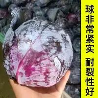 四季蔬菜秧苗紫甘蓝苗带土发货耐热耐寒高产适应性强阳台庭院种植