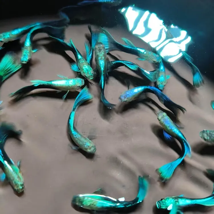 精品满鳞欧翼亮背蓝礼服 德系基因适合新手养殖的淡水热带观赏鱼