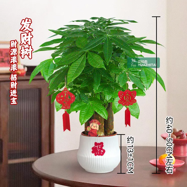 【三杆发财树】耐阴耐旱（40~50CM）花卉好养桌面节日送礼绿植物