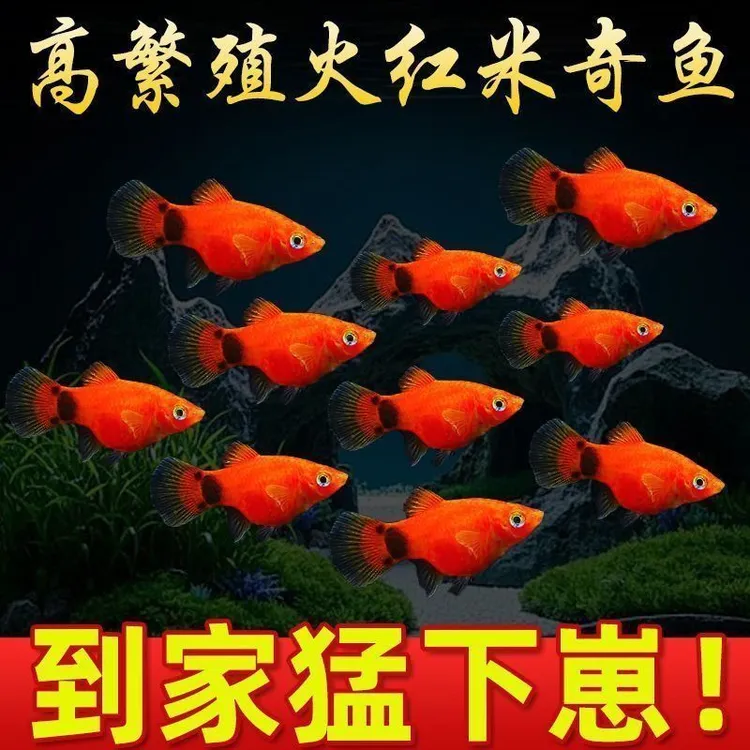下崽狂魔米奇鱼热带鱼群游水景造景半年爆缸红皮球