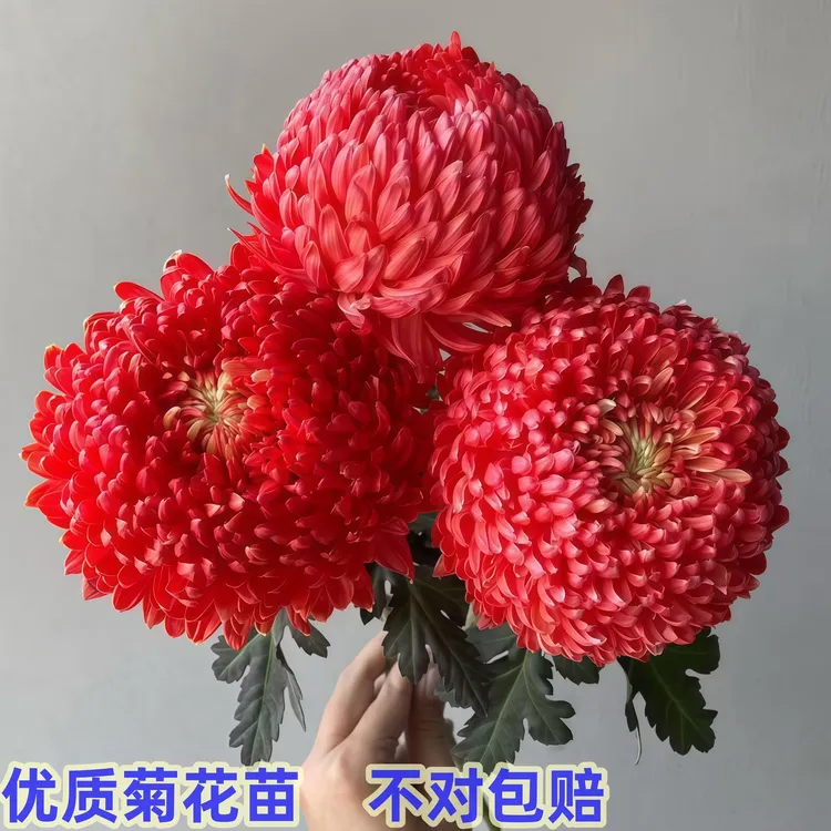 【大红色】新鲜优质菊花苗盆栽秋菊庭院绿植四季花花卉植物花卉阳台