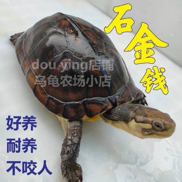 南石金钱龟乌龟石金钱观赏活龟大龟正宗宠物小乌龟宠活体招财长寿