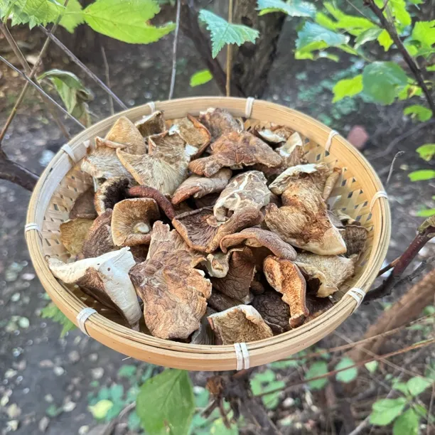 长白山干货野生香菇