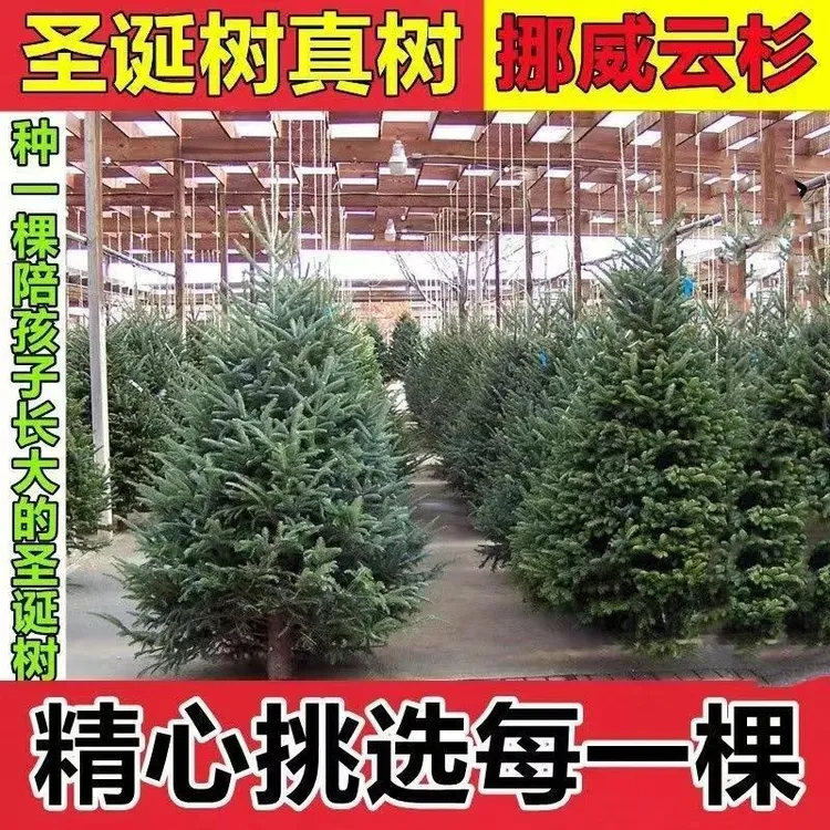 大型圣诞树真树盆栽真的诺贝松真树活的挪威云杉真正的松树圣诞节