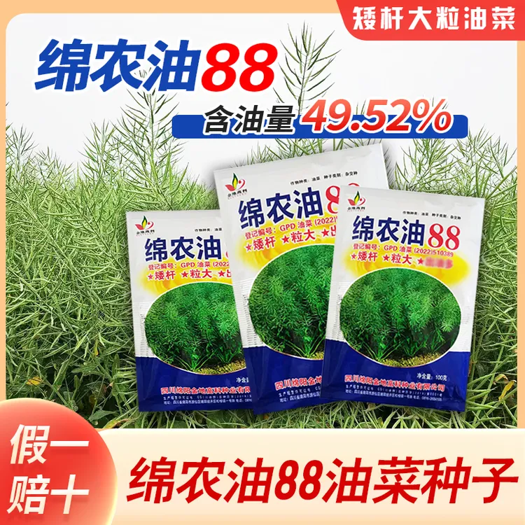 中晚熟油菜种子绵农油88结荚密包衣黑籽粒食用油类型品种油菜种子