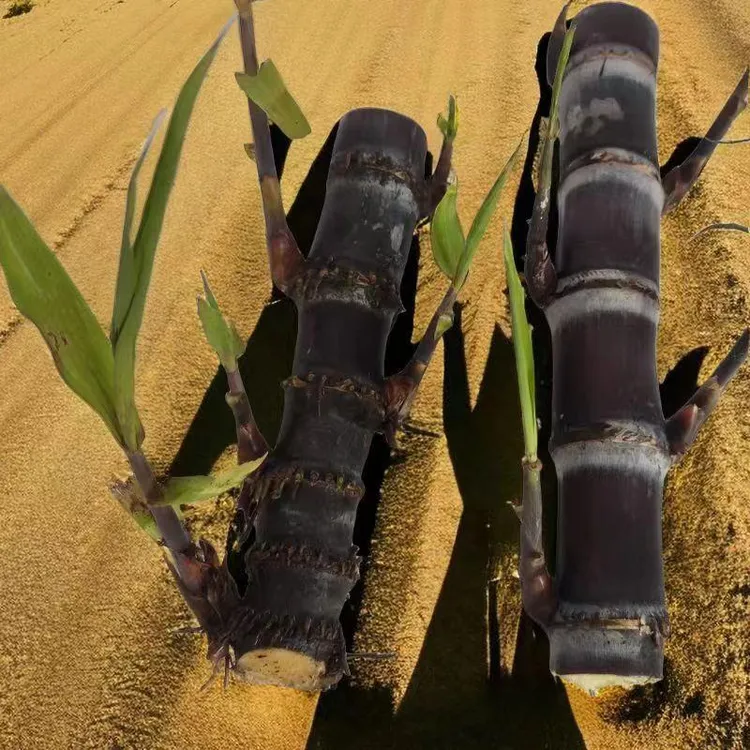 广西黑皮甘蔗苗种黄皮白玉特甜甘蔗种苗种子带芽孢种植小苗甘蔗苗