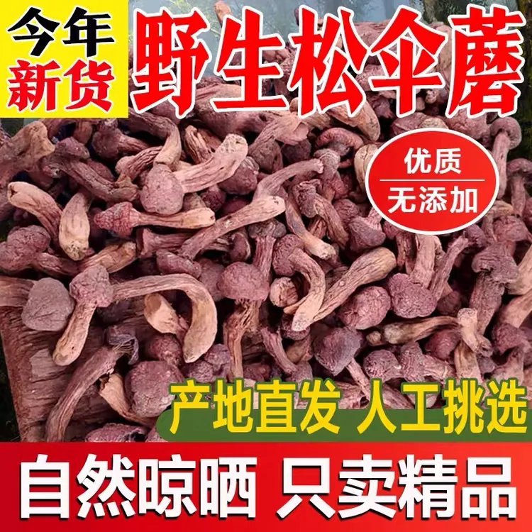 东北野生红菇 野生松树伞  鸡血蘑 红松蘑 红肉蘑 手选精品250克