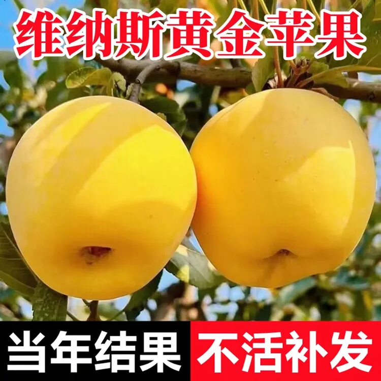 苹果树苗嫁接黄金维纳斯苹果树苗地栽盆栽南北方庭院种植当年结果