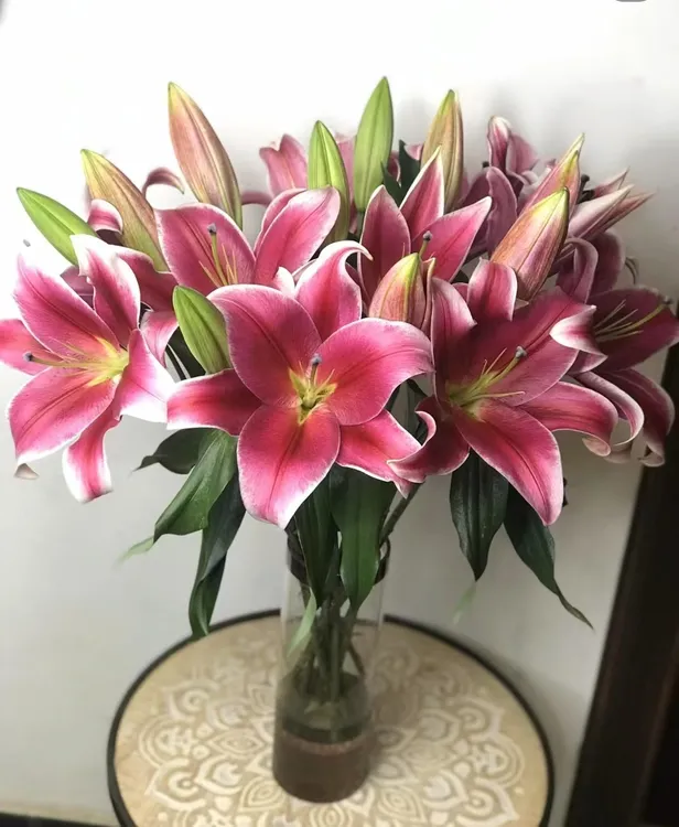 【黑贵妃】粉红色香水百合