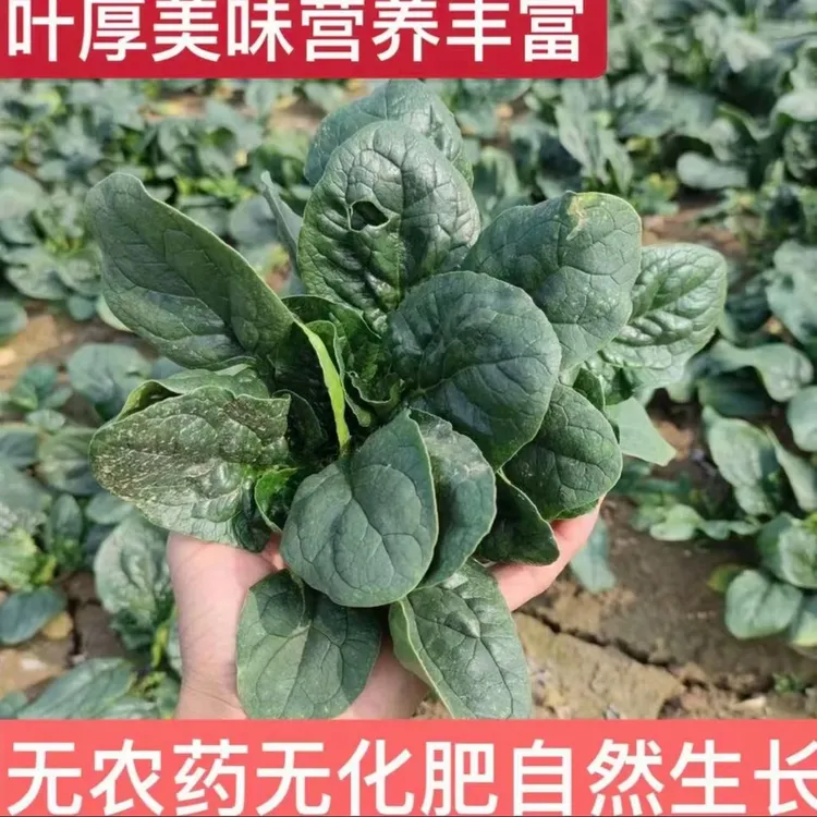 河南露天霜打矮秆趴地红根小菠菜新鲜现挖现发