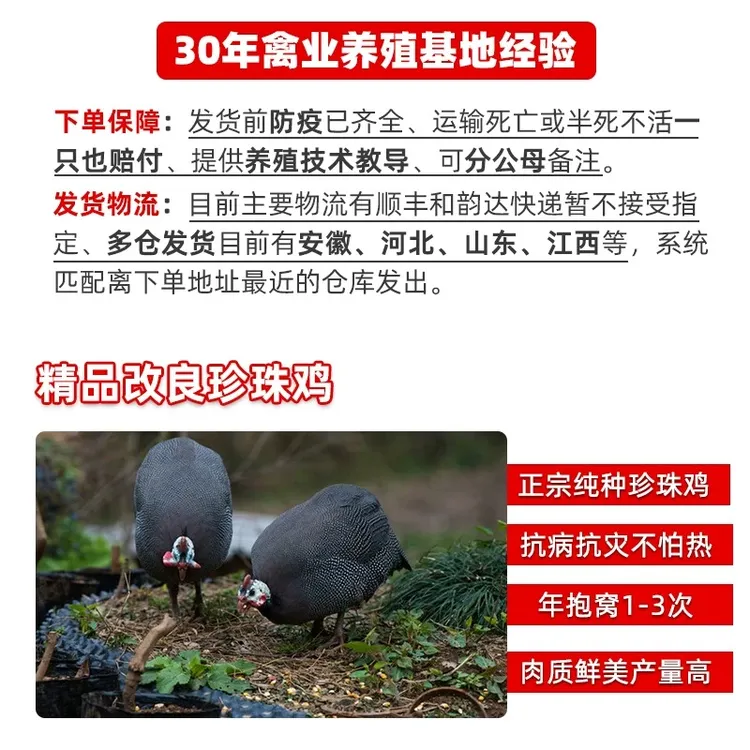 珍珠小鸡活苗一斤纯种珍珠鸡散养脱温鸡苗正宗棉鸡苗快长高产蛋种