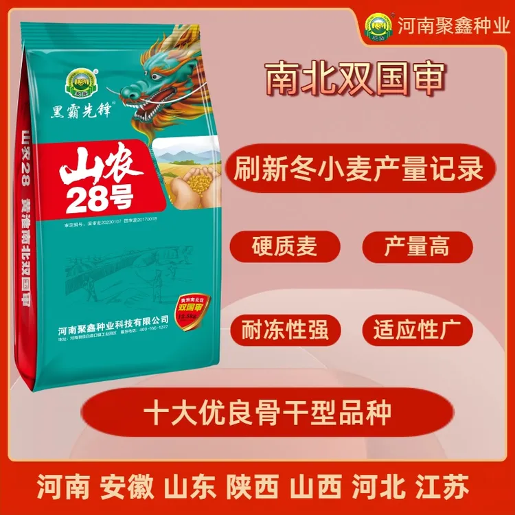 双国审高产小麦种子山农28号