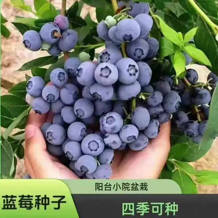 蓝莓种子家庭阳台小院四季均可种植肥料单质磷肥 B商品图