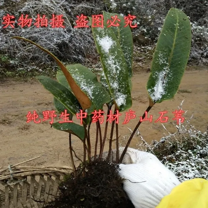 深山药材苗正宗石苇苗伤口药骨牌草牛耳朵 可做假山造景 耐寒耐旱